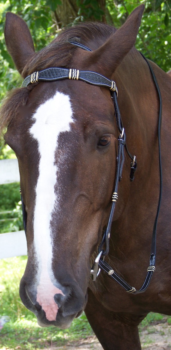 Draft Horse Western Bridles