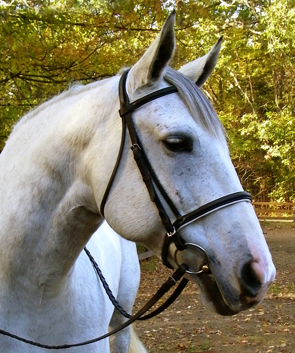 SW-7075DressageBridleLaced.jpg