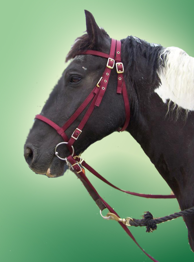 Nylon Bridles