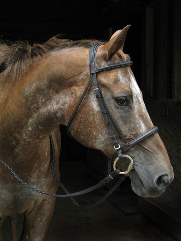 SW8275WexfordpaddedCrownbridle
