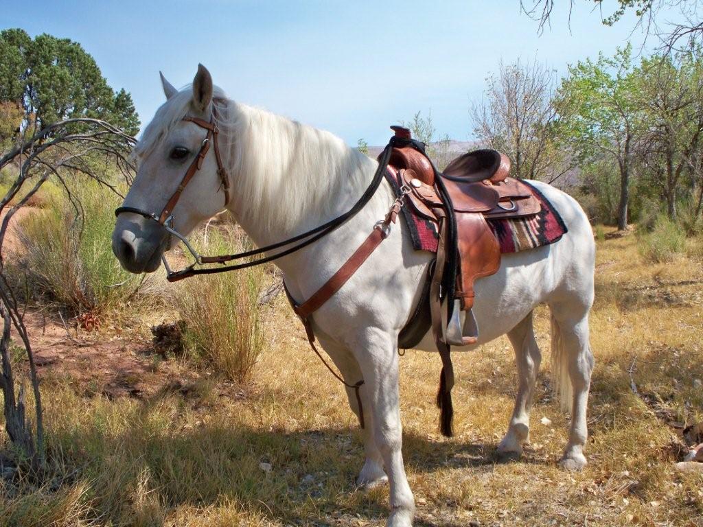 brunohorse